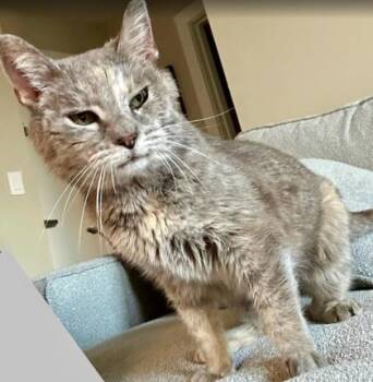 Rescue Domestic Short Hair Cats for Adoption in West Chester, Pennsylvania - Nola | PetCurious