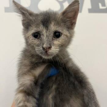 Domestic Short Hair Cats Available for Adoption - Luna | PetCurious