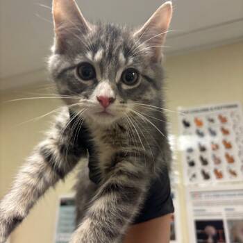 Nicola -  Domestic Short Hair Cat for Adoption in Chicago, Illinois - Nicola | PetCurious