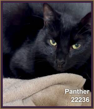 PANTHER -  Domestic Short Hair Cat for Adoption in Marietta, Georgia - PANTHER | PetCurious