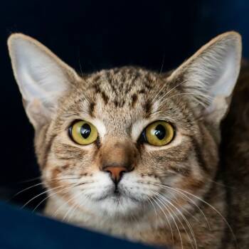 Rescue Domestic Short Hair Cats for Adoption in Middletown, Rhode Island - Kate | PetCurious