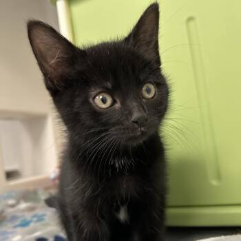 Schmigadoon -  Domestic Short Hair Cat for Adoption in Watertown, New York - Schmigadoon | PetCurious