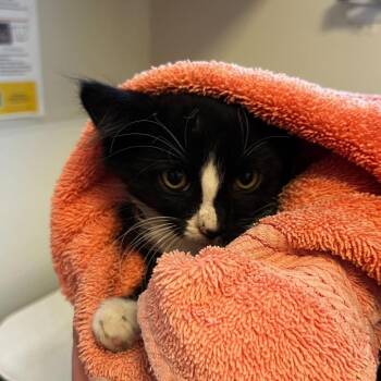 Onion (26-2I-1) -  Domestic Medium Hair Cat Available for Adoption in Rifle, Colorado - Onion (26-2I-1) | PetCurious