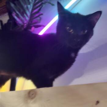 Domestic Short Hair Cats Available for Adoption - Drift | PetCurious