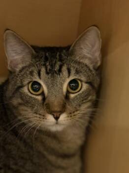 Domestic Short Hair and Tabby Cats Available for Adoption in Attalla, Alabama - Leo | PetCurious