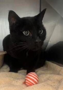 Tommy (at Smitten Kitten) -  Domestic Short Hair Cat for Adoption in Fishers, Indiana - Tommy (at Smitten Kitten) | PetCurious