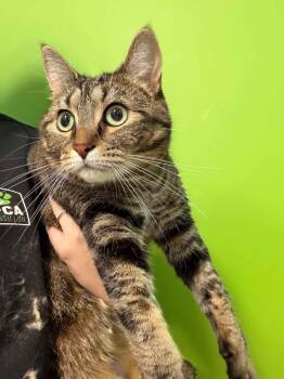 Maeva -  Domestic Short Hair Cat for Adoption in Delson, Quebec - Maeva | PetCurious