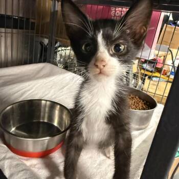 Makaio -  Domestic Short Hair Cat for Adoption in NEW PT RICHEY, Florida - Makaio | PetCurious