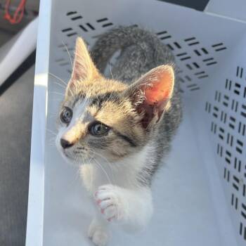 Flight Attendant -  Domestic Short Hair Cat for Adoption in Greensboro, North Carolina - Flight Attendant | PetCurious