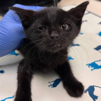 Gromble -  Domestic Short Hair Cat for Adoption in Lynchburg, Virginia - Gromble | PetCurious