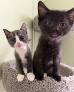 Swiss Roll -  Domestic Short Hair Cat for Adoption in Trenton, New Jersey - Swiss Roll | PetCurious