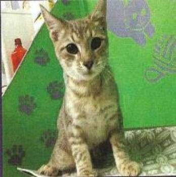 Rescue Domestic Short Hair Cats for Adoption in Houston, Texas - Ezra | PetCurious