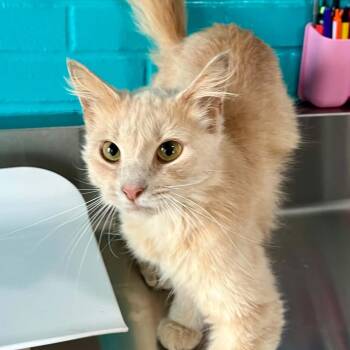 Biff -  Domestic Medium Hair Cat for Adoption in Moundsville, West Virginia - Biff | PetCurious