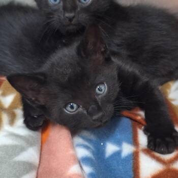 Domestic Short Hair Cats Available for Adoption - Hagrid | PetCurious