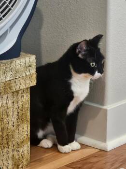 Domestic Short Hair Cats Available for Adoption - Cookie | PetCurious