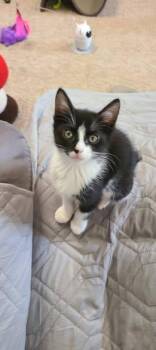 Rescue Domestic Short Hair Cats for Adoption - Tippy | PetCurious