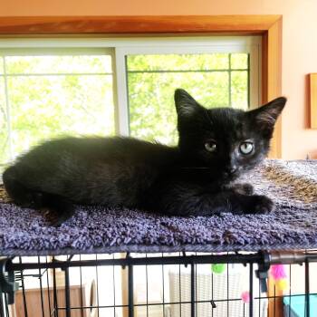 Pepe -  Domestic Short Hair Cat Available for Adoption in Lombard, Illinois - Pepe | PetCurious