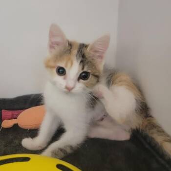 Nugget -  Domestic Short Hair Cat for Adoption in Phoenix, Arizona - Nugget | PetCurious
