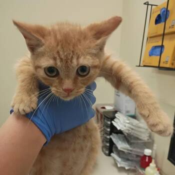 PeeJay -  Domestic Short Hair Cat for Adoption in Lynchburg, Virginia - PeeJay | PetCurious