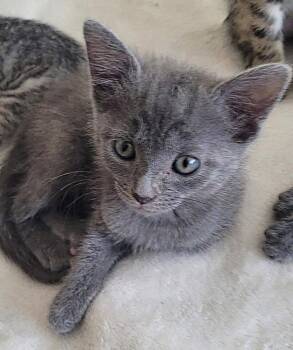 Blanche -  Domestic Short Hair Cat for Adoption in Oviedo, Florida - Blanche | PetCurious