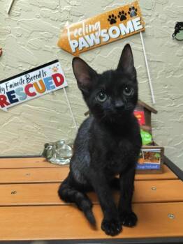 Rescue Domestic Short Hair Cats for Adoption in Parlier, California - Rambo | PetCurious