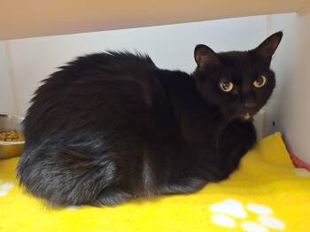 Remi -  Domestic Short Hair Cat for Adoption in Bellingham, Washington - Remi | PetCurious