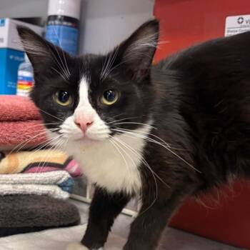 Malina -  Domestic Medium Hair Cat for Adoption in Spokane, Washington - Malina | PetCurious