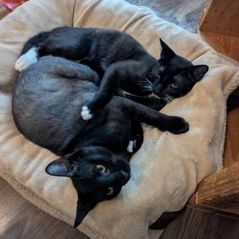 Devon Rex and American Shorthair Cats Available for Adoption in Boerne, Texas - War Head | PetCurious