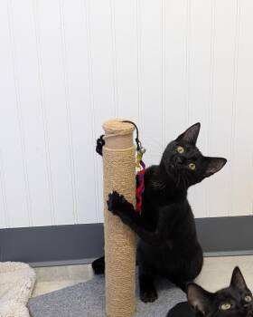 Stormy -  Domestic Short Hair Cat for Adoption in Brockport, New York - Stormy | PetCurious