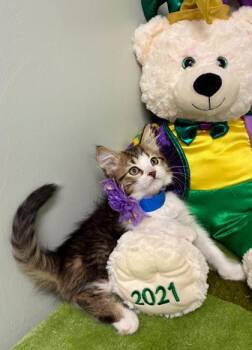 Domestic Medium Hair and Domestic Short Hair Cats Available for Adoption - Chaffee | PetCurious