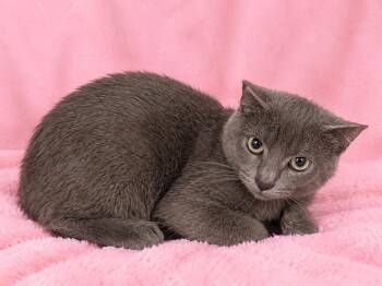 Rudy -  Domestic Short Hair Cat for Adoption in Valdosta, Georgia - Rudy | PetCurious