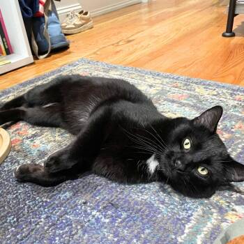 Coolaata -  Domestic Short Hair Cat Available for Adoption - Coolaata | PetCurious