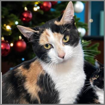 Rescue Domestic Short Hair Cats for Adoption in Elyria, Ohio - Maria | PetCurious