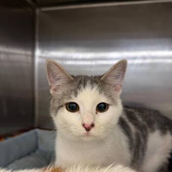 Dean -  Domestic Short Hair Cat for Adoption in Hagerstown, Maryland - Dean | PetCurious