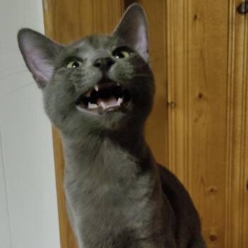 Rescue Domestic Short Hair Cats for Adoption in Pueblo, Colorado - Blair | PetCurious