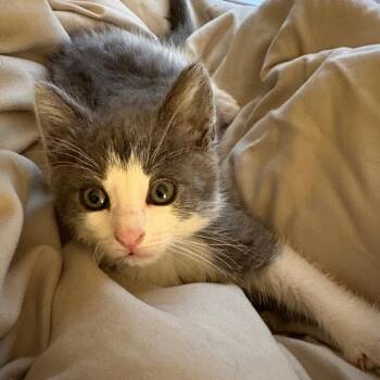 Sylvie -  Domestic Short Hair Cat for Adoption in Johnstown, Pennsylvania - Sylvie | PetCurious