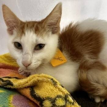 Gunther - Handsome and Fun -  Tabby Cat for Adoption in Hoquiam, Washington - Gunther - Handsome And Fun | PetCurious