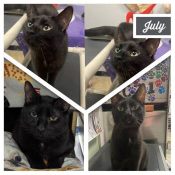 July -  Domestic Short Hair Cat for Adoption in Downers Grove, Illinois - July | PetCurious