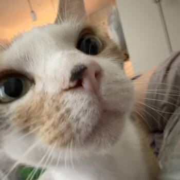 twinkle toes -  Calico and Sphynx Hairless Cat Cat for Adoption in North Myrtle Beach, South Carolina - Twinkle Toes | PetCurious