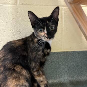 Twoface -  Domestic Medium Hair Cat for Adoption - Twoface | PetCurious