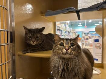 Domestic Long Hair and Domestic Short Hair Cats Available for Adoption in Worcester, Massachusetts - Oscar & Bella | PetCurious