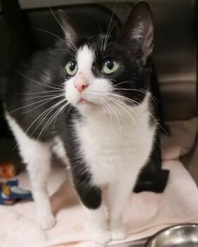 Dahlia -  Domestic Short Hair Cat for Adoption in Fishers, Indiana - Dahlia | PetCurious