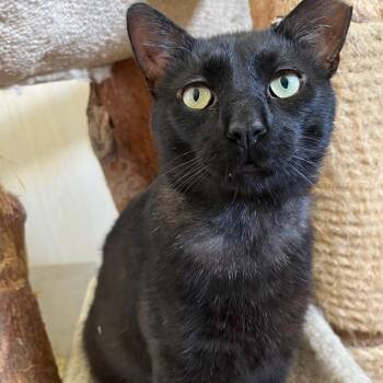Rescue Domestic Short Hair Cats for Adoption in Lombard, Illinois - Logan | PetCurious