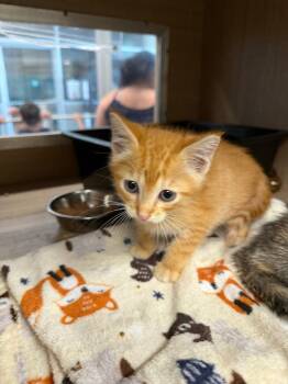 Mateo -  Domestic Short Hair Cat for Adoption in Bossier City, Louisiana - Mateo | PetCurious