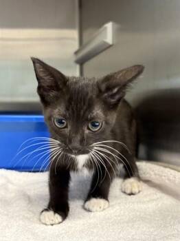 VALENTINA -  Domestic Short Hair Cat for Adoption in Pearland, Texas - VALENTINA | PetCurious