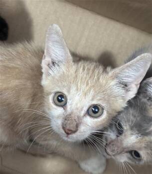 BONNIE -  Domestic Short Hair Cat for Adoption in Dallas, Texas - BONNIE | PetCurious