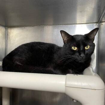 Domestic Short Hair Cats Available for Adoption in Roanoke, Virginia - Blue | PetCurious