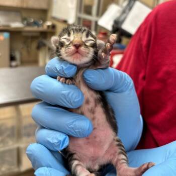 Lincoln -  Domestic Medium Hair Cat for Adoption in Birmingham, Alabama - Lincoln | PetCurious