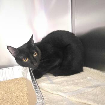 Spirit -  Domestic Short Hair Cat for Adoption in Asheville, North Carolina - Spirit | PetCurious