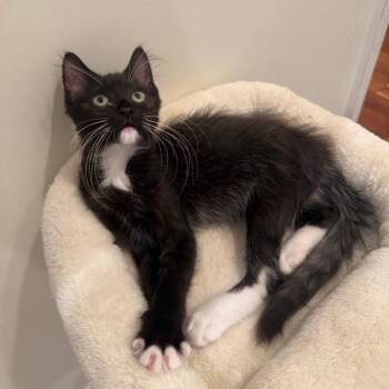 Xico -  Domestic Medium Hair Cat for Adoption in Westminster, California - Xico | PetCurious